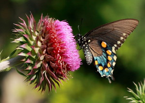 Pipevine Swallowtail en distel