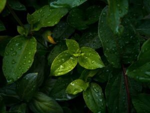 الأوراق الخضراء مع قطرات المطر