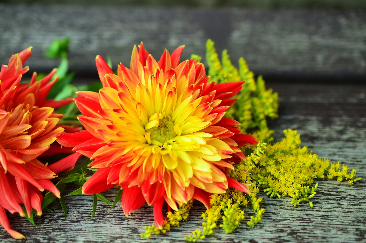Blüte mit gelber Mitte und orangefarbenen Rändern