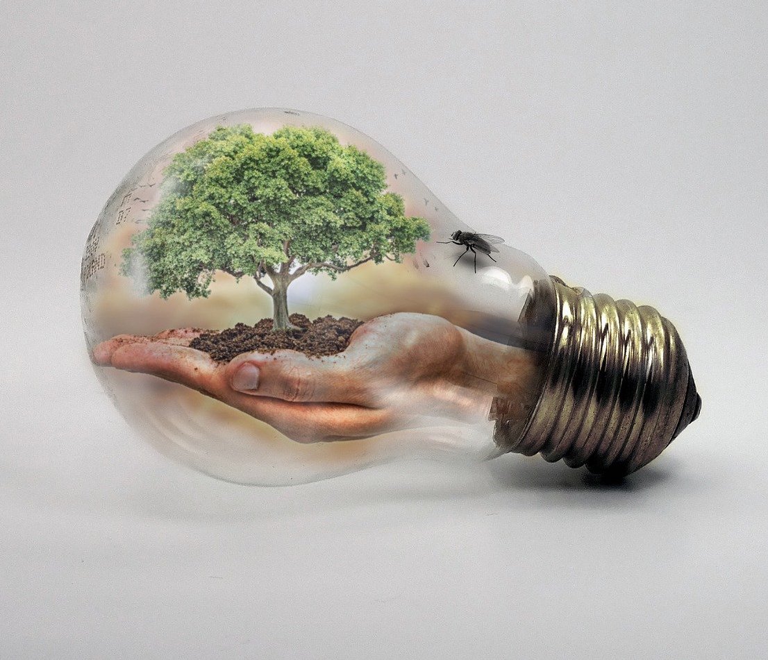 透明灯泡，手和树包裹着