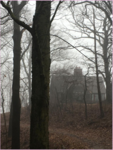 有雾的树林和背景中的房子