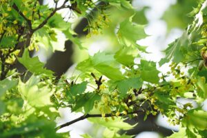 Green leaves among tree branches