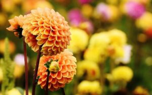 Orange and yellow flowers
