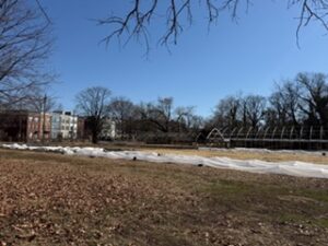 Garden crops covered with white sheet