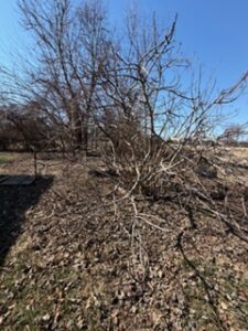 Tree with branches and no leaves poised on dry soil
