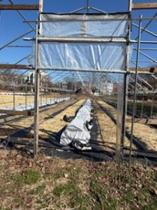 Crops covered with white sheet in garden