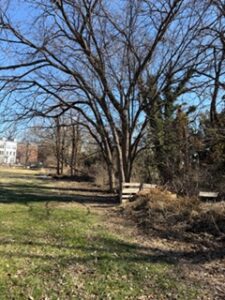 Trees with branches, no leaves